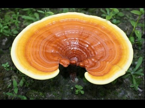 Bloke tungkol pagbaba ng timbang Isda na niluto sa hurno para sa pagbaba ng timbang