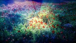 Ouvir uma msica calma que relaxe- -  Belas flores e vero.