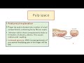 PULP SPACE  Anatomy and clinical importance: Prof. Dr. Subhadra Devi