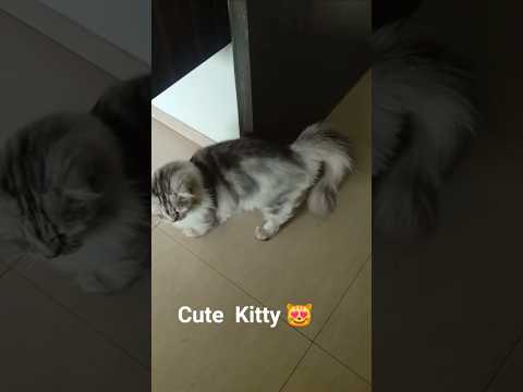 Wait  For  End 😳 so  cute  cat  Kiki 😍💕💖❤️💗#shorts #ytshorts #viralvideo #trending