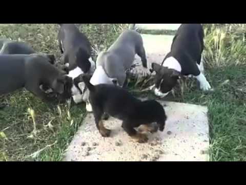 Rottweiler kontra Pitbulle