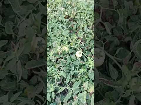 mostrar para vocês o plantio de tomate na cidade tacaimbó Pernambuco