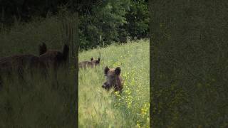 Auf Augenhöhe 😳während der Pirsch  -  #sauen #weizenschweine #wildschwein #jagd #gefährlich