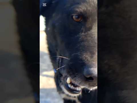 babal verse -@YUNG-KHARLO  yung kharlo  @omgsparkofficial