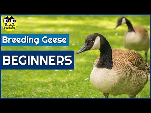 , title : 'Guide for Breeding Geese (Beginners)'