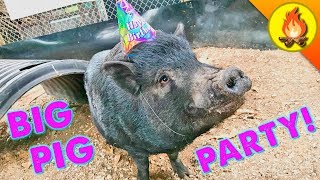 BIG PIG PARTY! by Brave Wilderness
