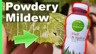 Get rid of Powdery Mildew on Plants using this common Kitchen item