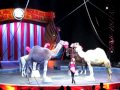 Camels And Horsies