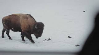 Federico Ferrandina - In The Wild