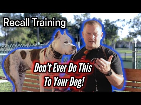 NEVER DO THIS to Your Dog After Calling Them! American Staffordshire Terrier