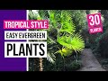 30 easy evergreen plants for tropical style garden | Tropical Tribe