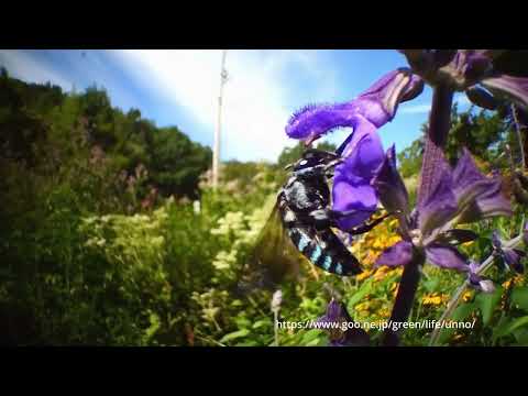 虫の目レンズで撮影のハナバチのスローモーション動画をTOPAZ Video Aiで作成