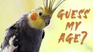 How To Tell The Age Of A Cockatiel