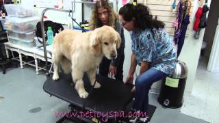 Dog Grooming Table
