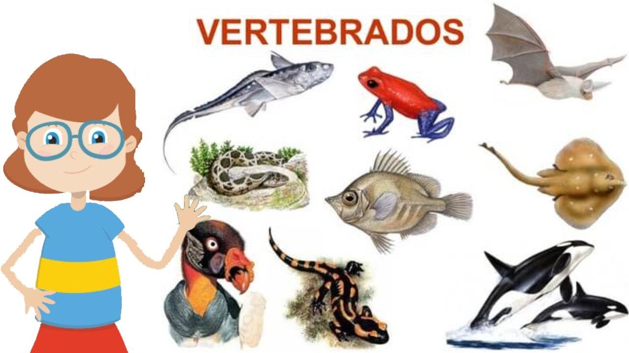 Animais Vertebrados - @explicandoumpoucomais
