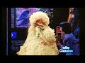 The Death Of Elmo Telly And Grover 1999 Big Bird Crying