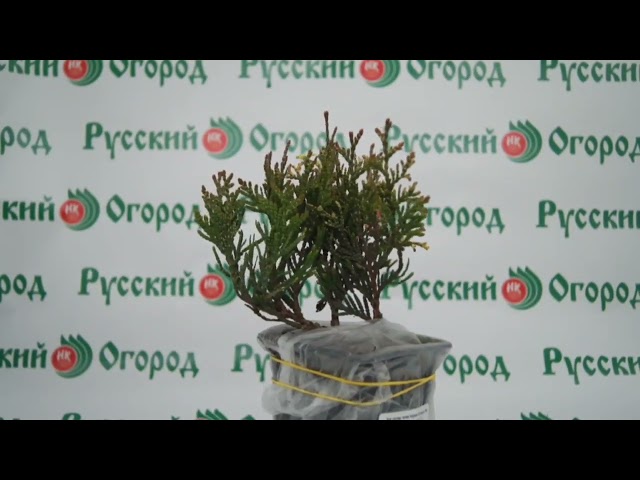 Стандарт поставки видео №1 Туя складчатая Корник III (горшок 1л)