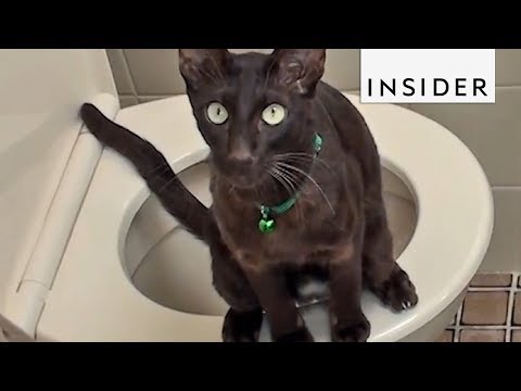 How To Potty Train Your Cat - YouTube
