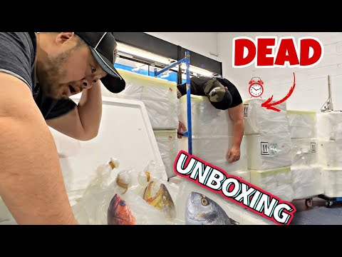 3AM UNBOXING LIVE TROPICAL FISH FROM THAILAND | What did we get?