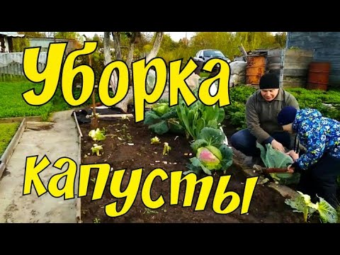 Уборка капусты