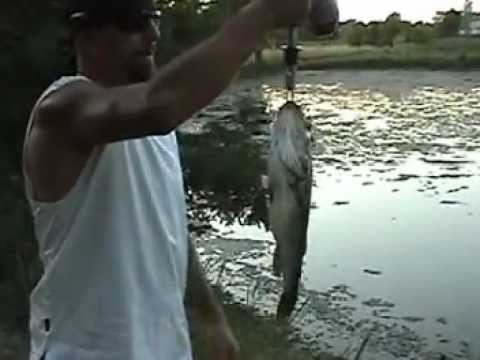 Pond Fishing: 3 lb Bass on Strike King Rage Toad