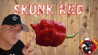 World's Hottest Pepper Hotter Than Pepper X  ? World's Hottest Pepper Series Skunk Red