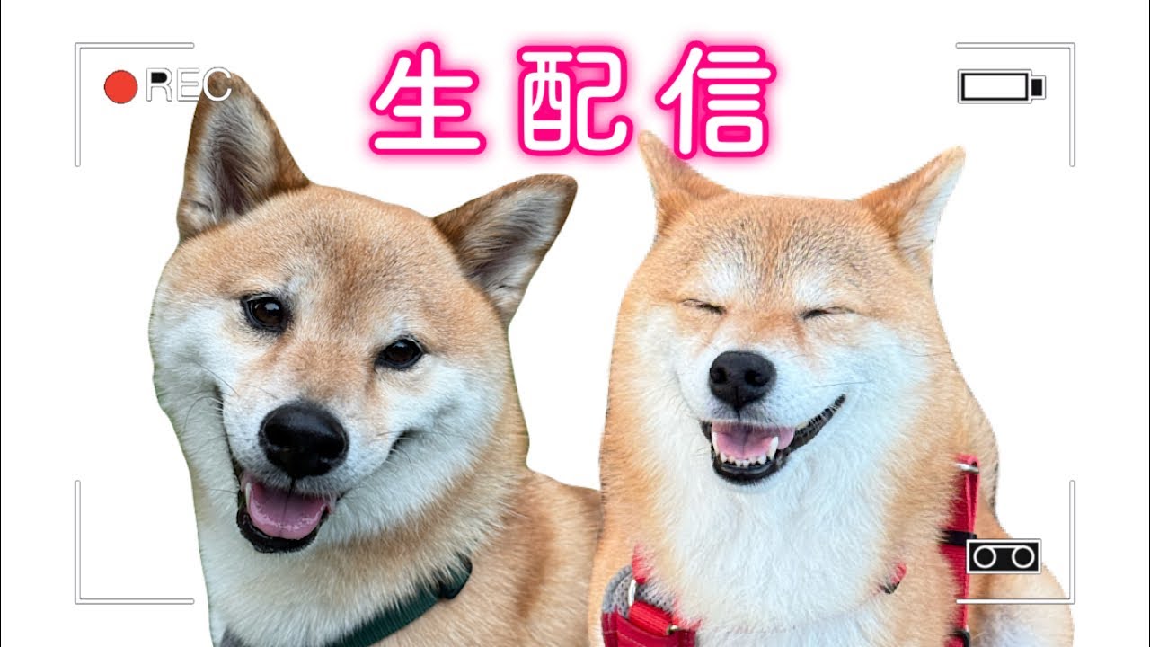 このあと生配信🥺みなさんお久しぶりです🐶🐶❤️✨