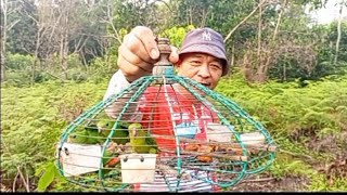 Download lagu TESTING THE SOUND OF THE YOUNG WHITE-BEAK TOMPINAI CALL BIRD mp3 Download lagu TESTING THE SOUND OF THE YOUNG WHITE-BEAK TOMPINAI CALL BIRD mp3
