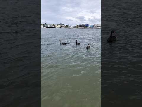 #happynewyear2025 #shortsviral #mehzabinpinky