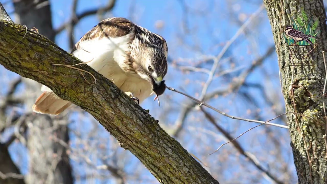 Beneficial Bird Habitat Assessment and Native Plant Tool Introduction