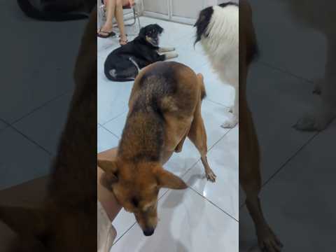 chú chó hài hước 😂#pets #dogs