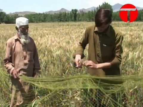 Quail hunting in Khyber Pakhtunkhwa