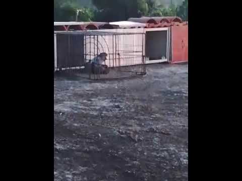 Palomo azul listo para adaptar vista y ya casado para soltar