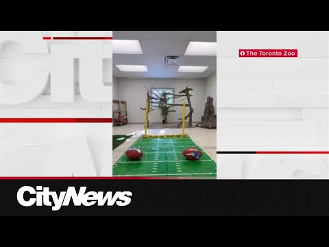 Butters makes her big pick on Superb Owl Sunday - YouTube