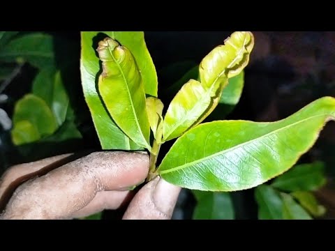 tại sao lá non bị cong vẹo và khô đuôi lá xem song là biết bị gì liền