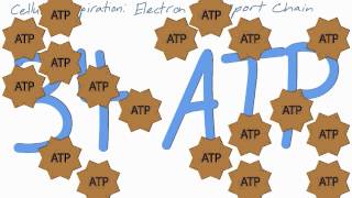 Cellular Respiration and Fermentation
