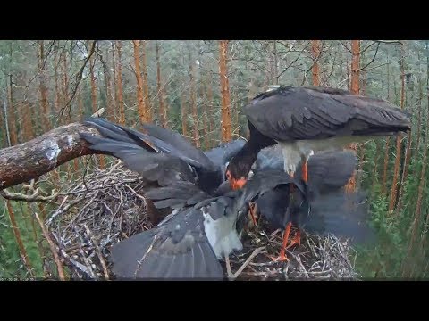 2017/08/02 11h58m~Karl brings breakfast~Karula Black Stork