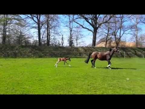 Hengstfohlen Lycon x Indoctro