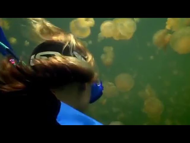 Snorkling with Golden Jellyfish | Pacific Abyss | BBC Earth