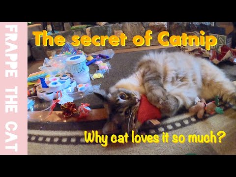 Why does a cat act drunk when they sniff Catnip?  Balinese cat got catnip infused toys at Christmas.