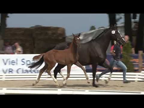 Hengstfohlen von Vivaldon