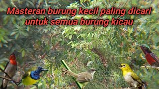Download lagu Kompilasi masteran burung kecil nembak untuk semua burung kicau paling dicari Kicau Mania mp3 Download lagu Kompilasi masteran burung kecil nembak untuk semua burung kicau paling dicari Kicau Mania mp3