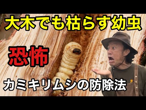 庭の幼虫を駆除するにはどうすればよいですか？何が彼らを惹きつけるのでしょうか？  庭園