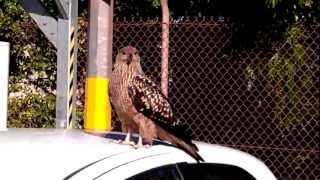 preview picture of video 'Whistling Kite - Nelson Point, Port Hedland'