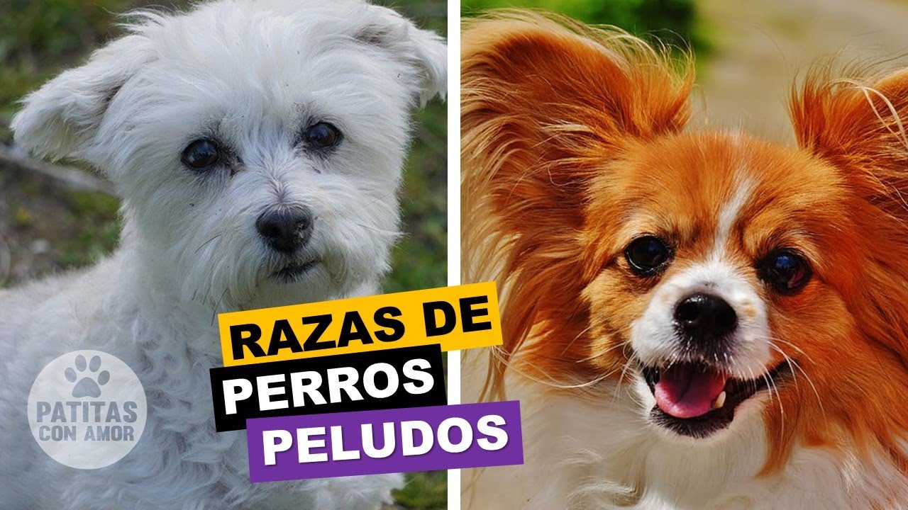 Watch 10 Razas De Perros Peludos Now 10 Razas De Perros Peludos