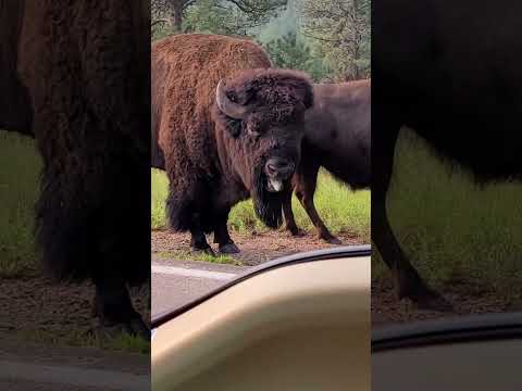 I am BISON, hear me ROAR!