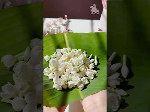 DIY മുല്ലപ്പൂ, Realistic clay jasmine flowers✨🤍|air dry clay flowers |#shorts #jasmine #flowers