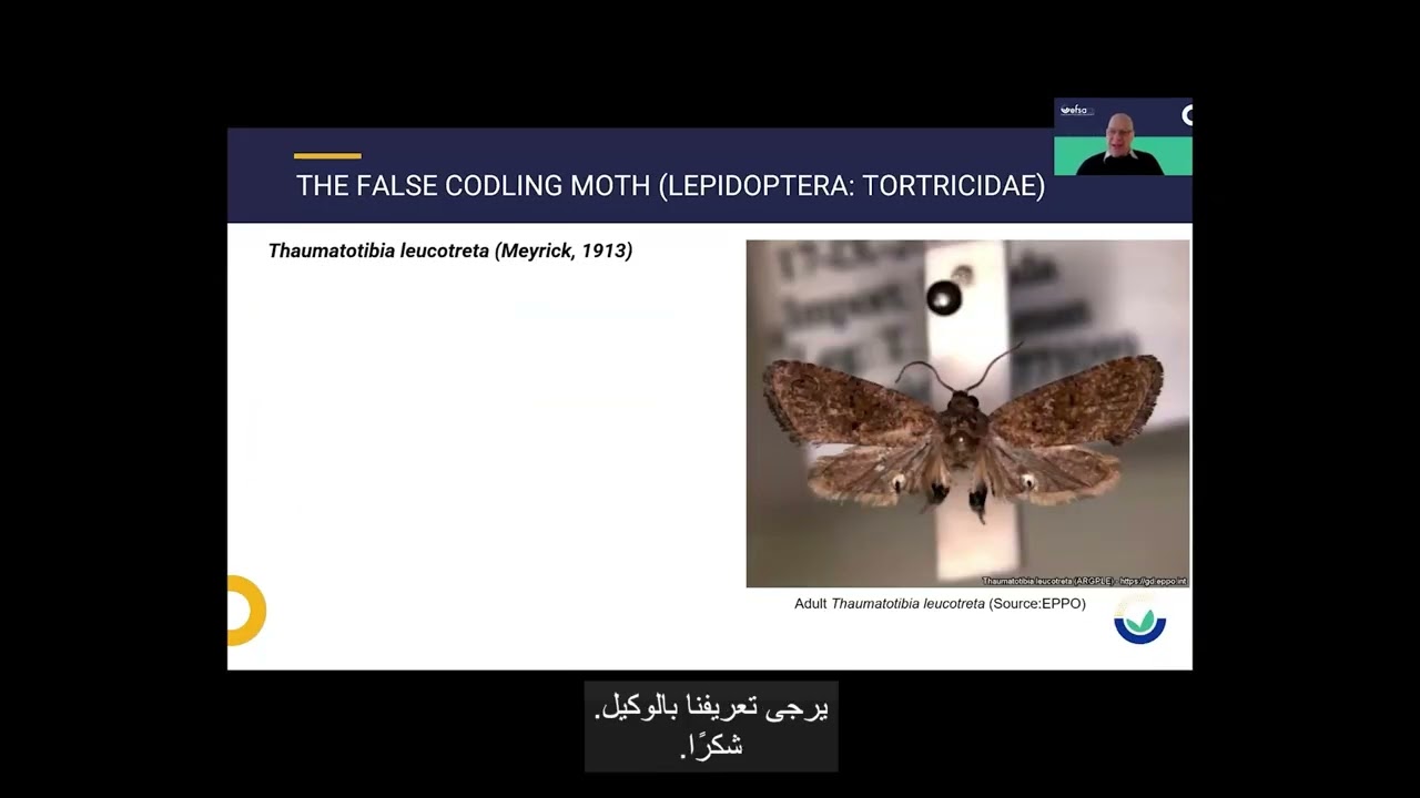 Statistically sound survey of Thaumatotibia leucotreta - Arabic subtitles