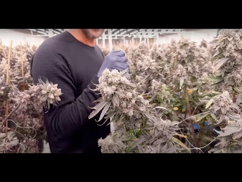 Mastering Large Cannabis Flower Trimming: Automated Machine Techniques for Perfect Results
