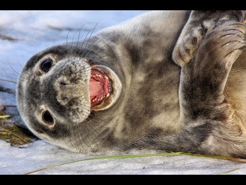 Una foca muy gritona